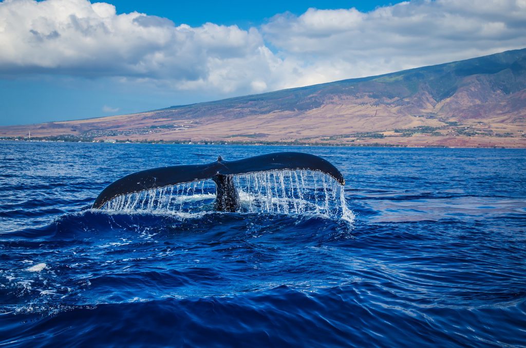 avistamiento-de-cetaceos-en-tenerife